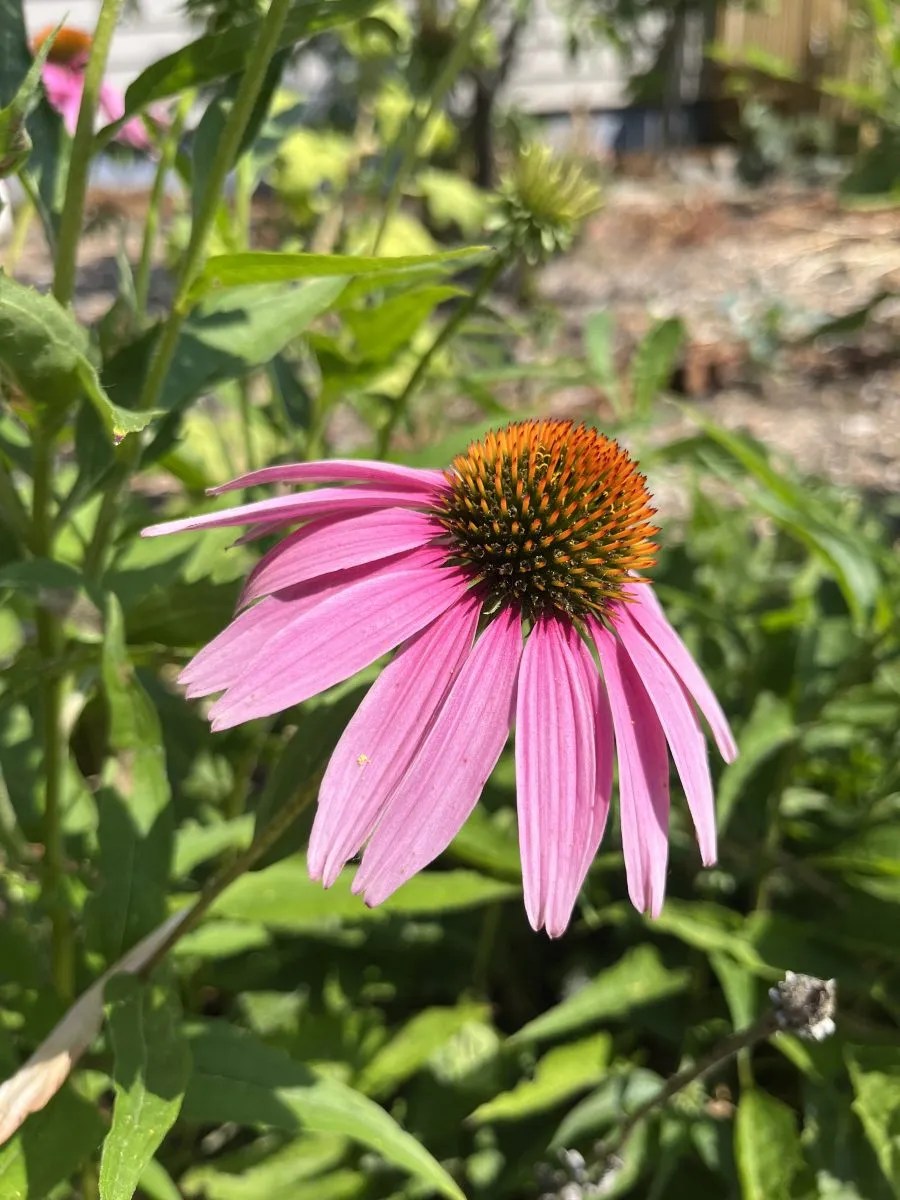 Echinacea purpurea 'Prima Donna Deep Rose' Xera Plants