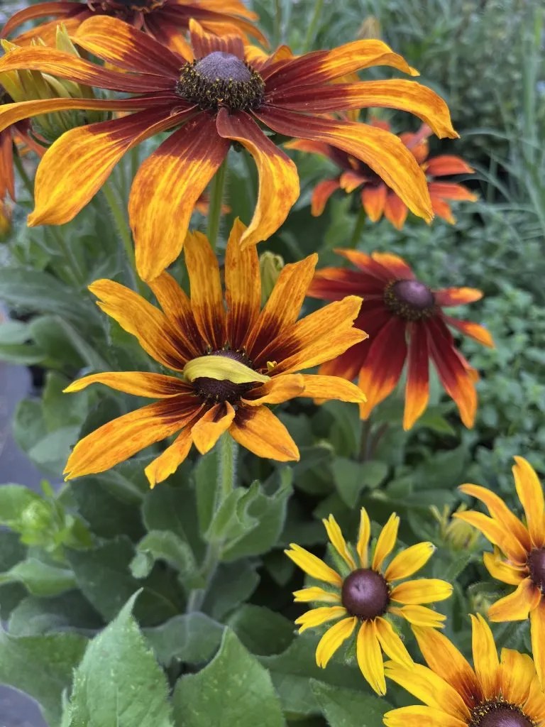 Rudbeckia hirta 'Autumn Colors' Xera Plants