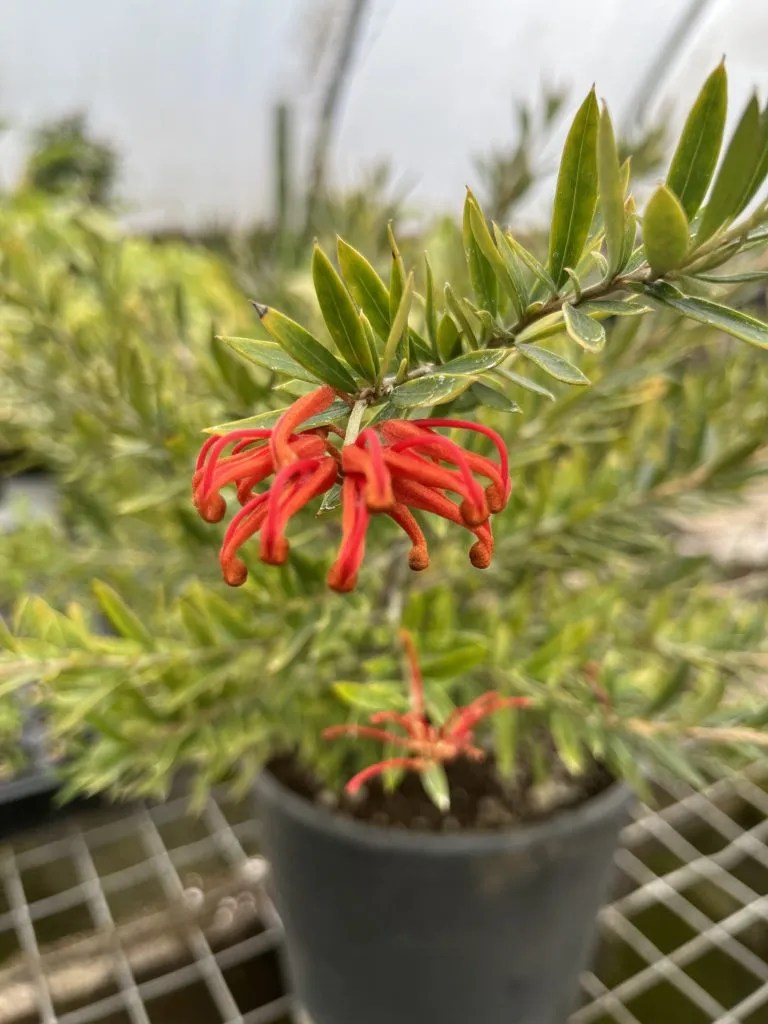 Grevillea x 'Foxy Red' Xera Plants