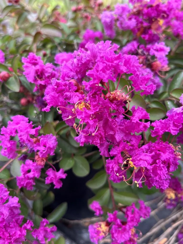 Lagerstroemia indica 'Velma's Royal Delight' Xera Plants