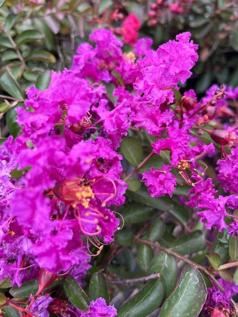 Lagerstroemia indica 'Velma's Royal Delight' Xera Plants