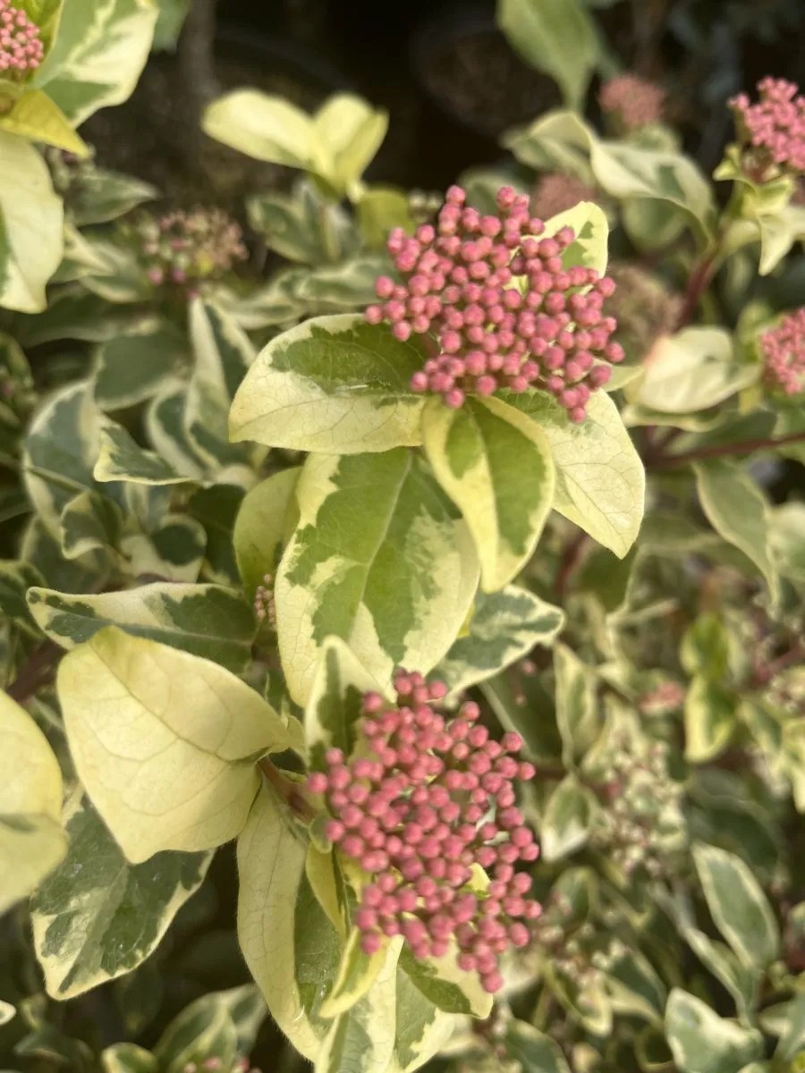 Viburnum tinus 'Variegatum' Xera Plants