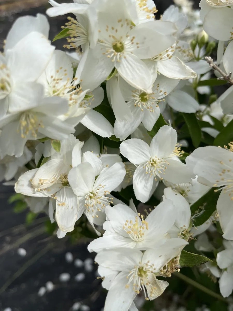 Philadelphus lewisii Xera Plants