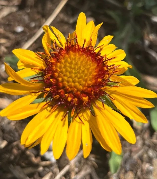 Gaillardia aristata Xera Plants