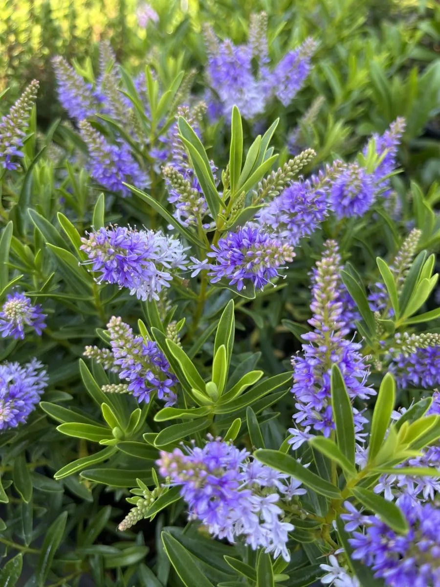 Hebe x 'Dragon Fly' Xera Plants