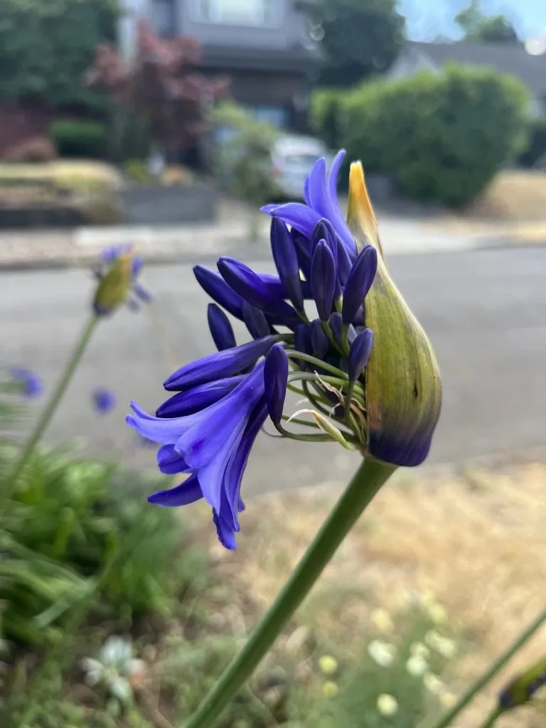 Agapanthus 'Blue Velvet' Xera Plants
