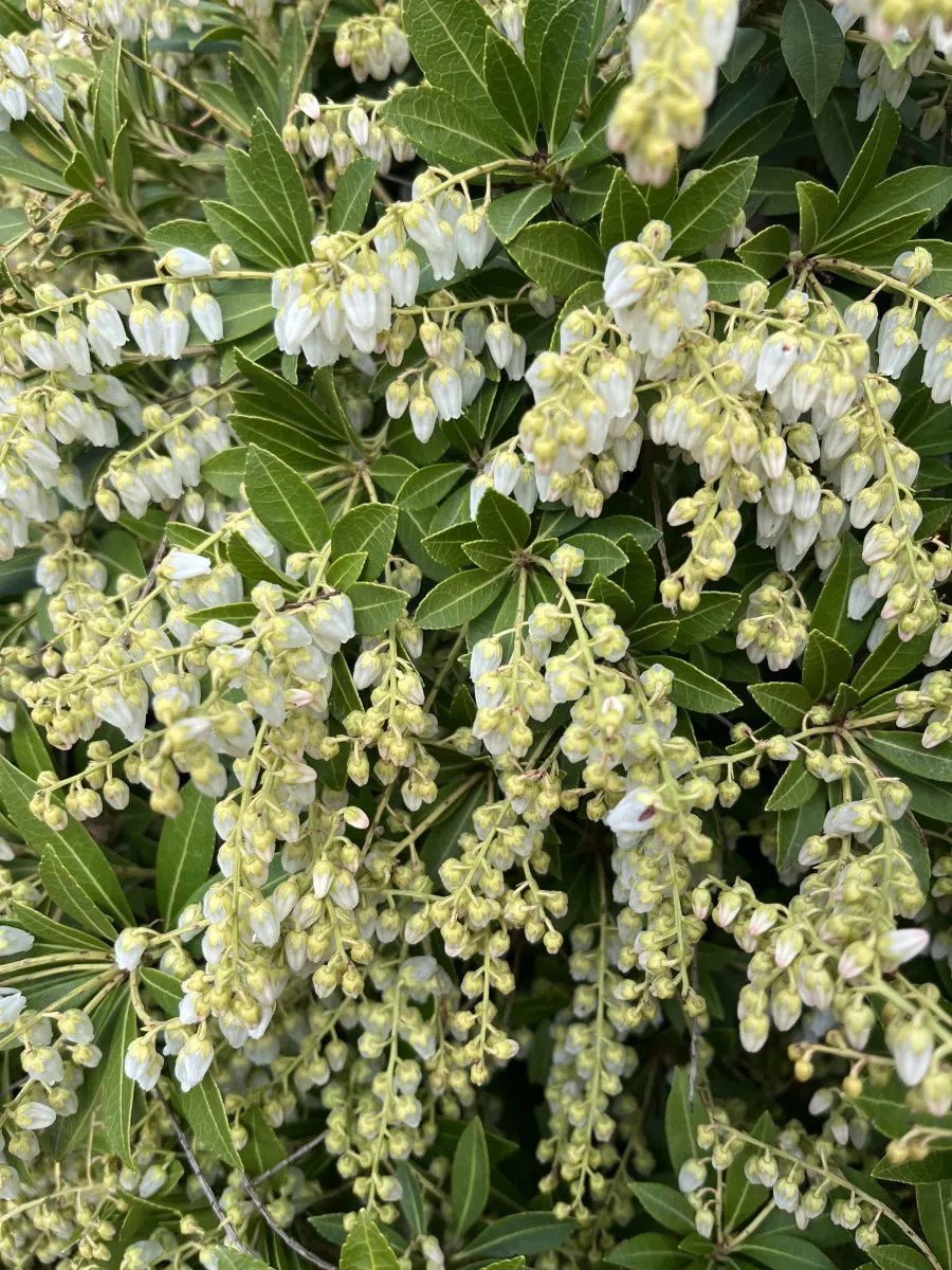 Pieris japonica 'Cavatine' Xera Plants