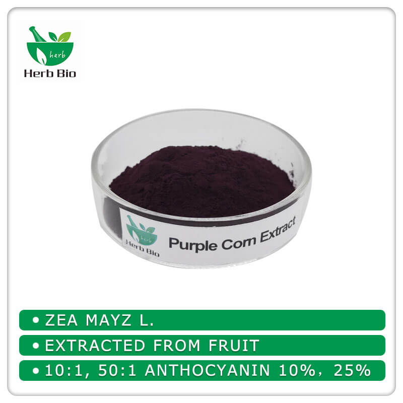 Purple Corn Extract Herb bio (Herbal Extract Supplier )