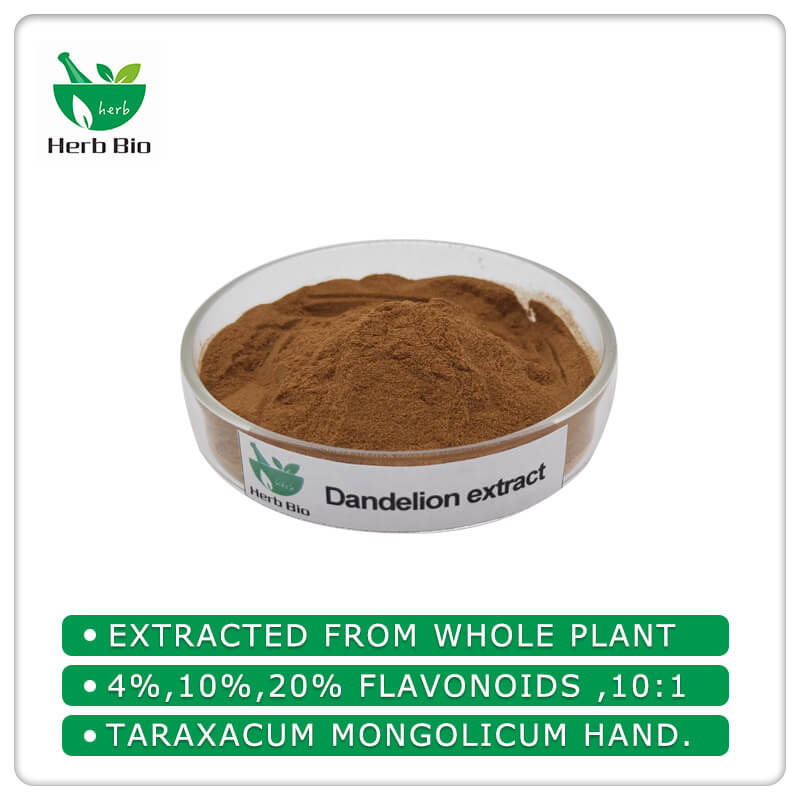 The best dandelion extract supplier —— Herb Bio (Herbal extract supplier )