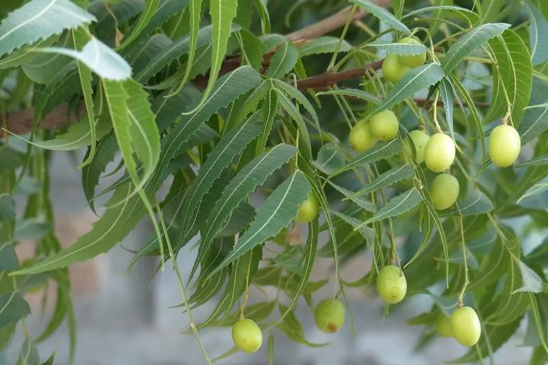 Highest Quality Neem Seed Extract Chinese Suppliers Xi'an Herb Bio