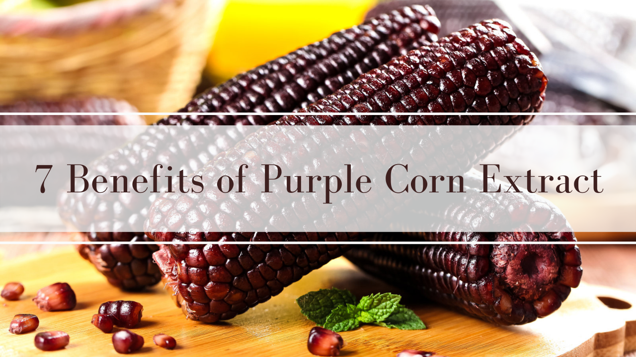 7 Benefits of Purple Corn Extract Herb bio (Herbal Extract Supplier )