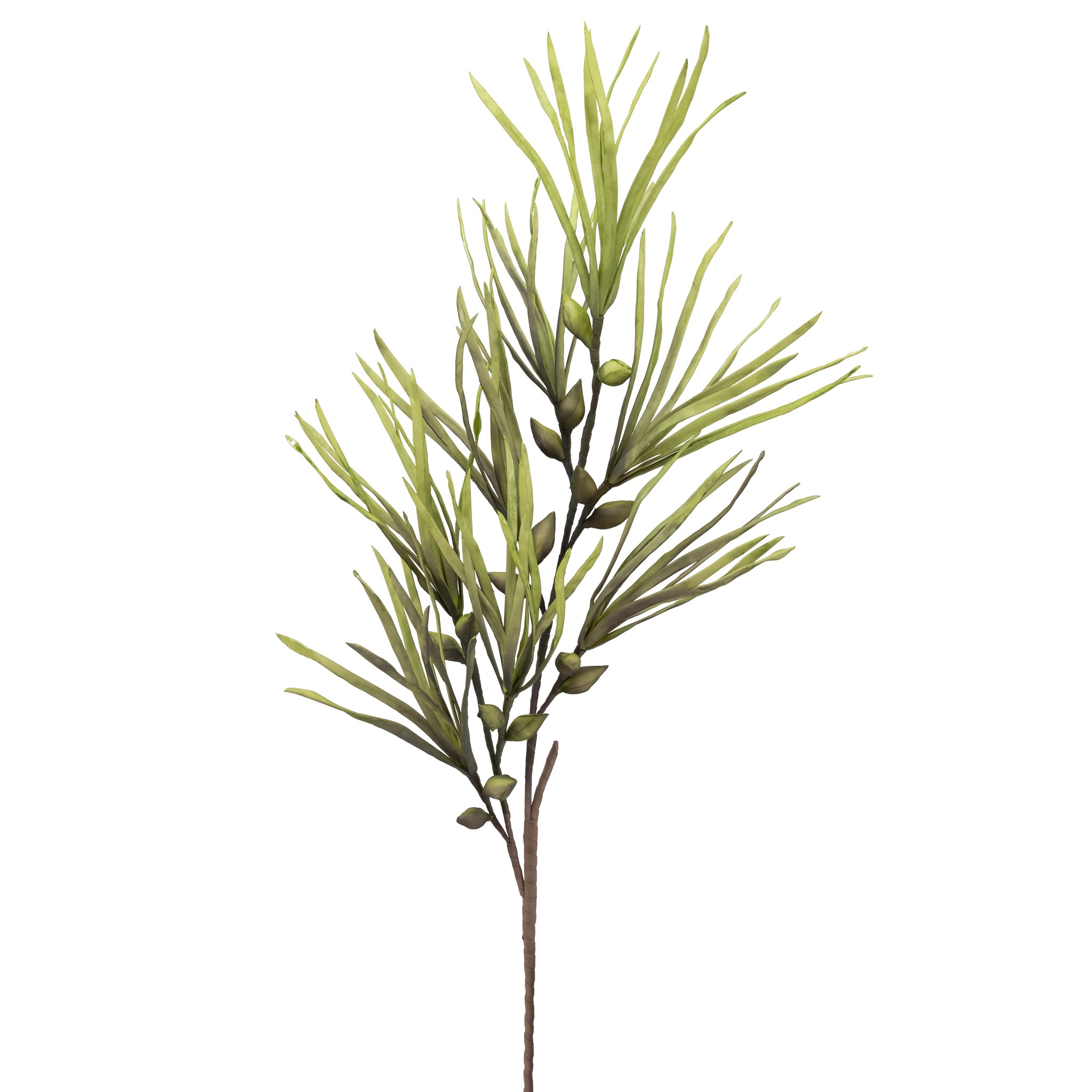 Papyrus Pod Stem Xibit.ca