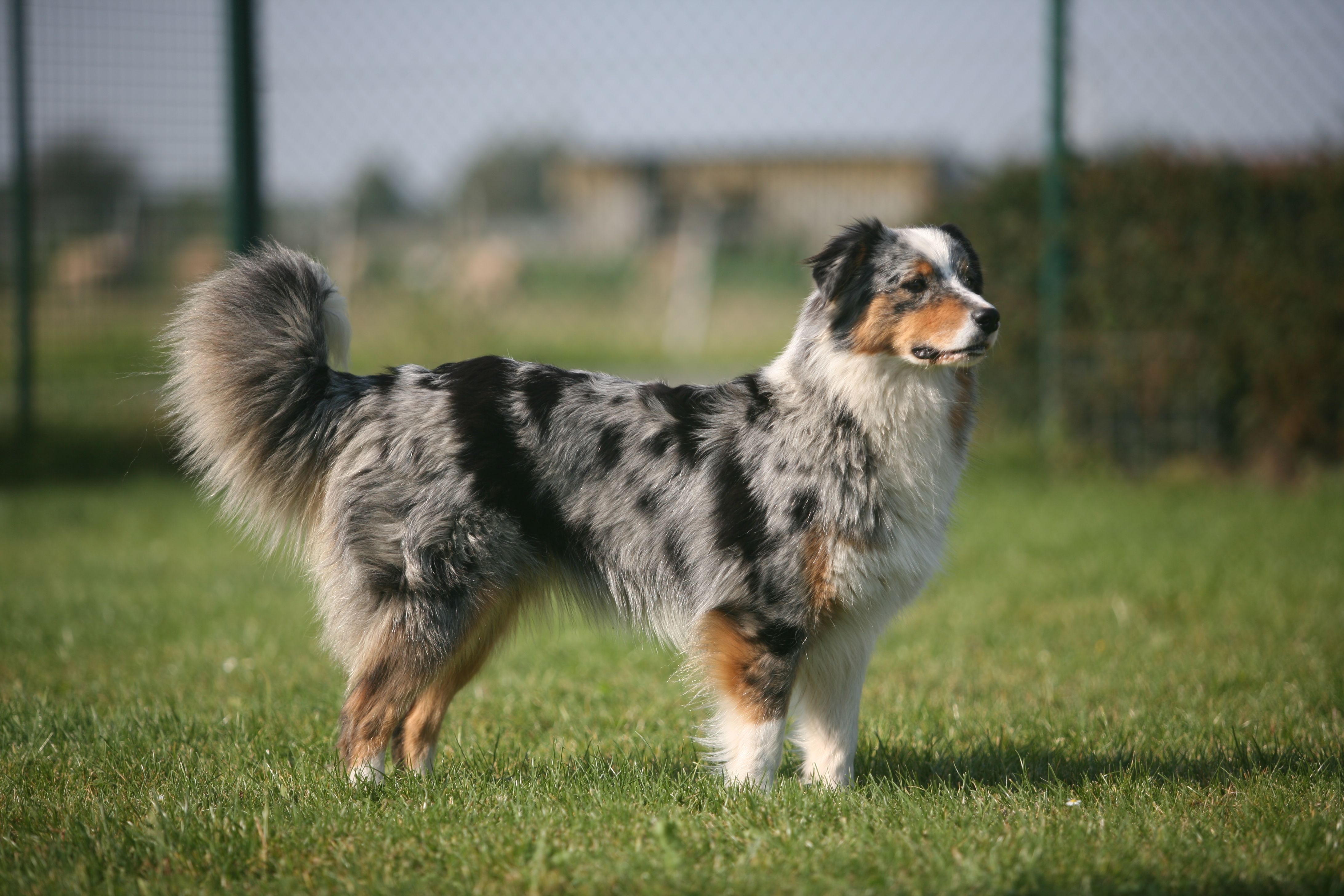 Australian Shepherd Litters