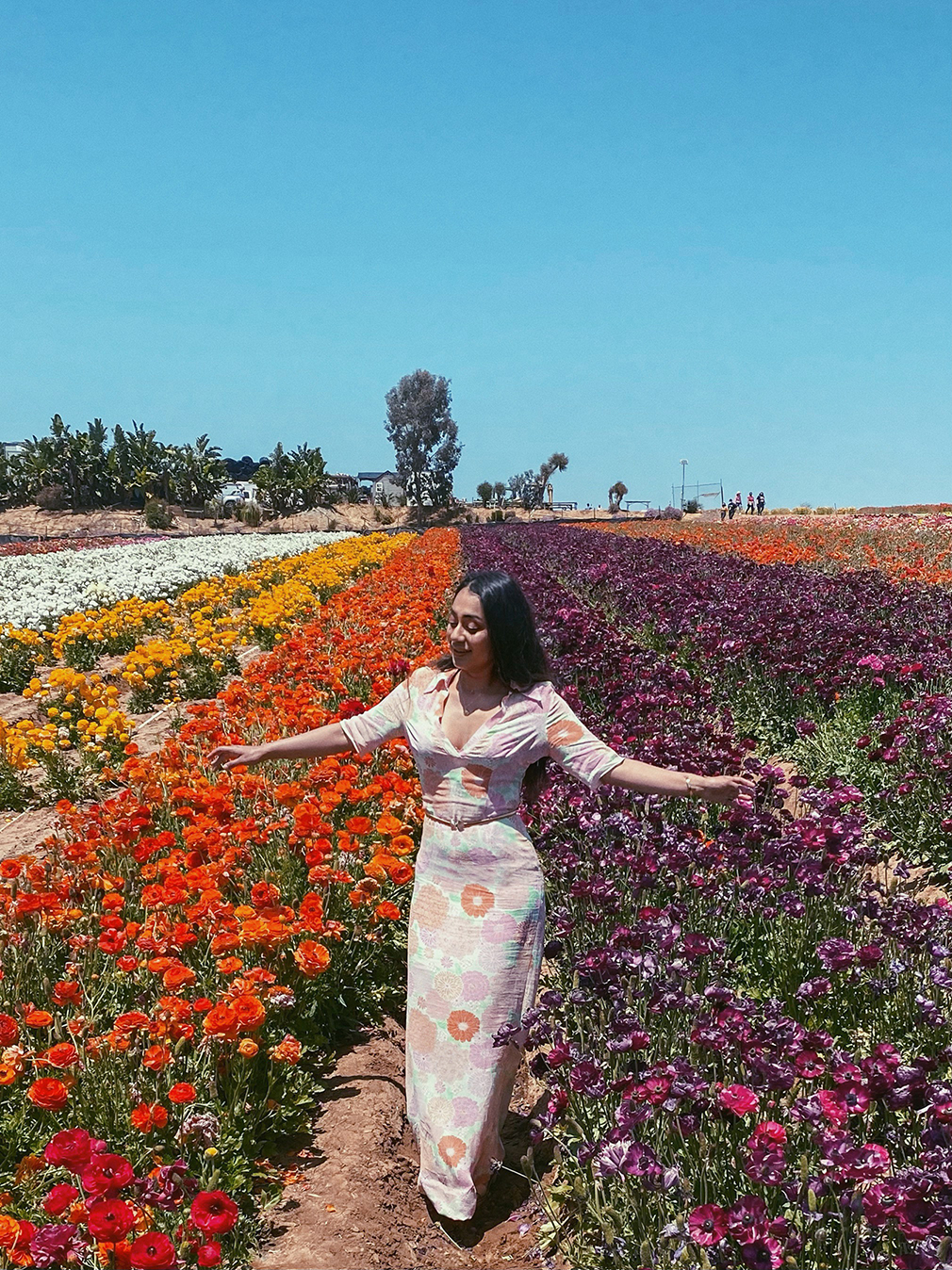 The Flower Fields in California What to expect Xio Arleen