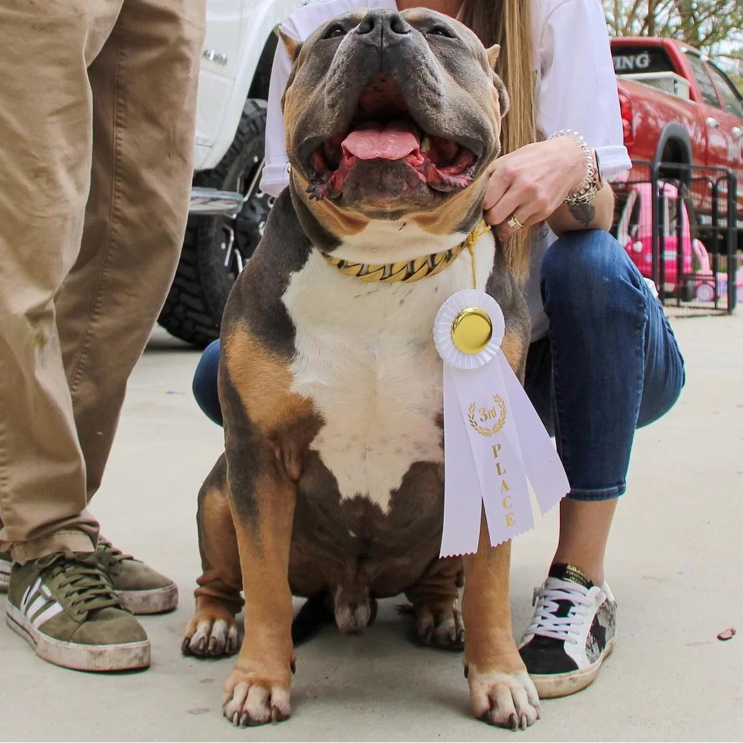 Camp Bully Kennels Xl Evolution