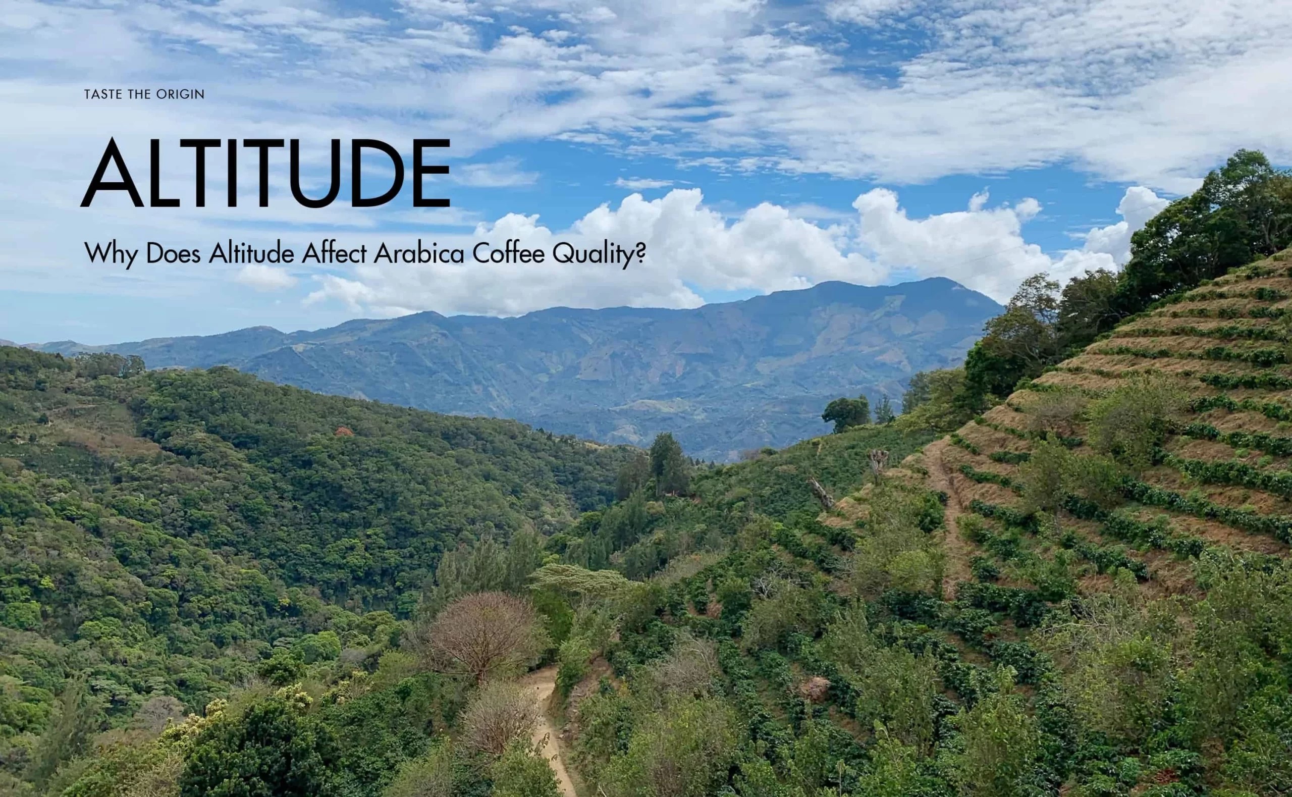 Why Does Altitude Affect Arabica Coffee Quality?