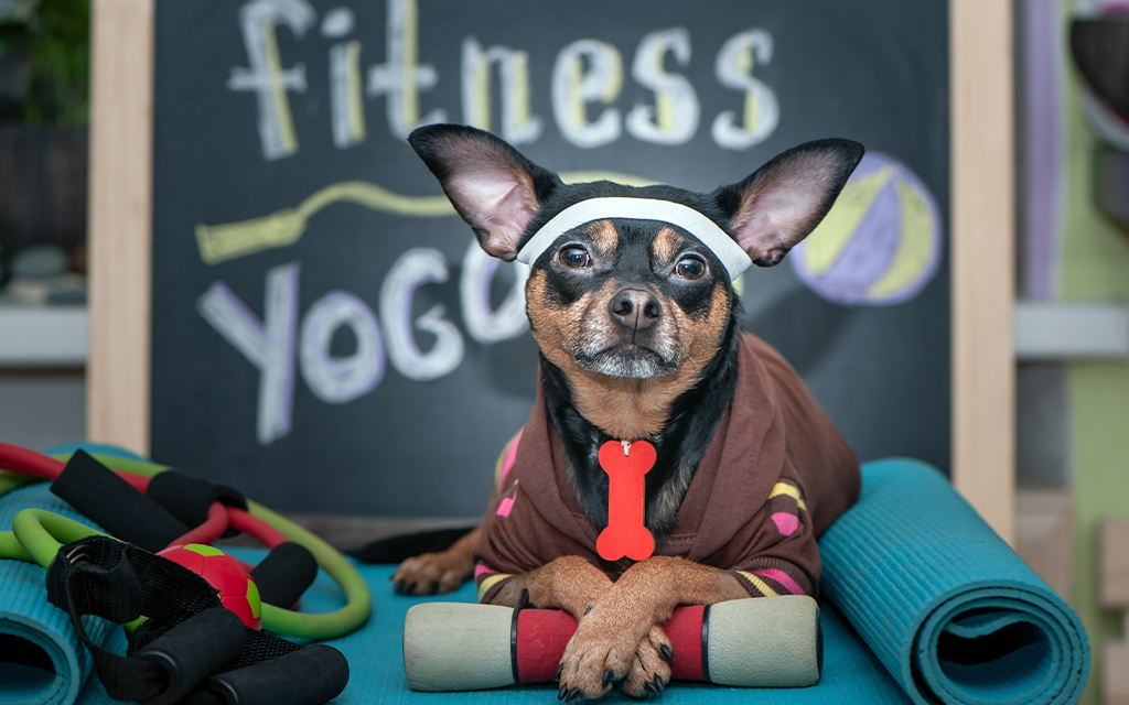 How to Workout With Your Dog 7 Awesome Exercises XO PUPS