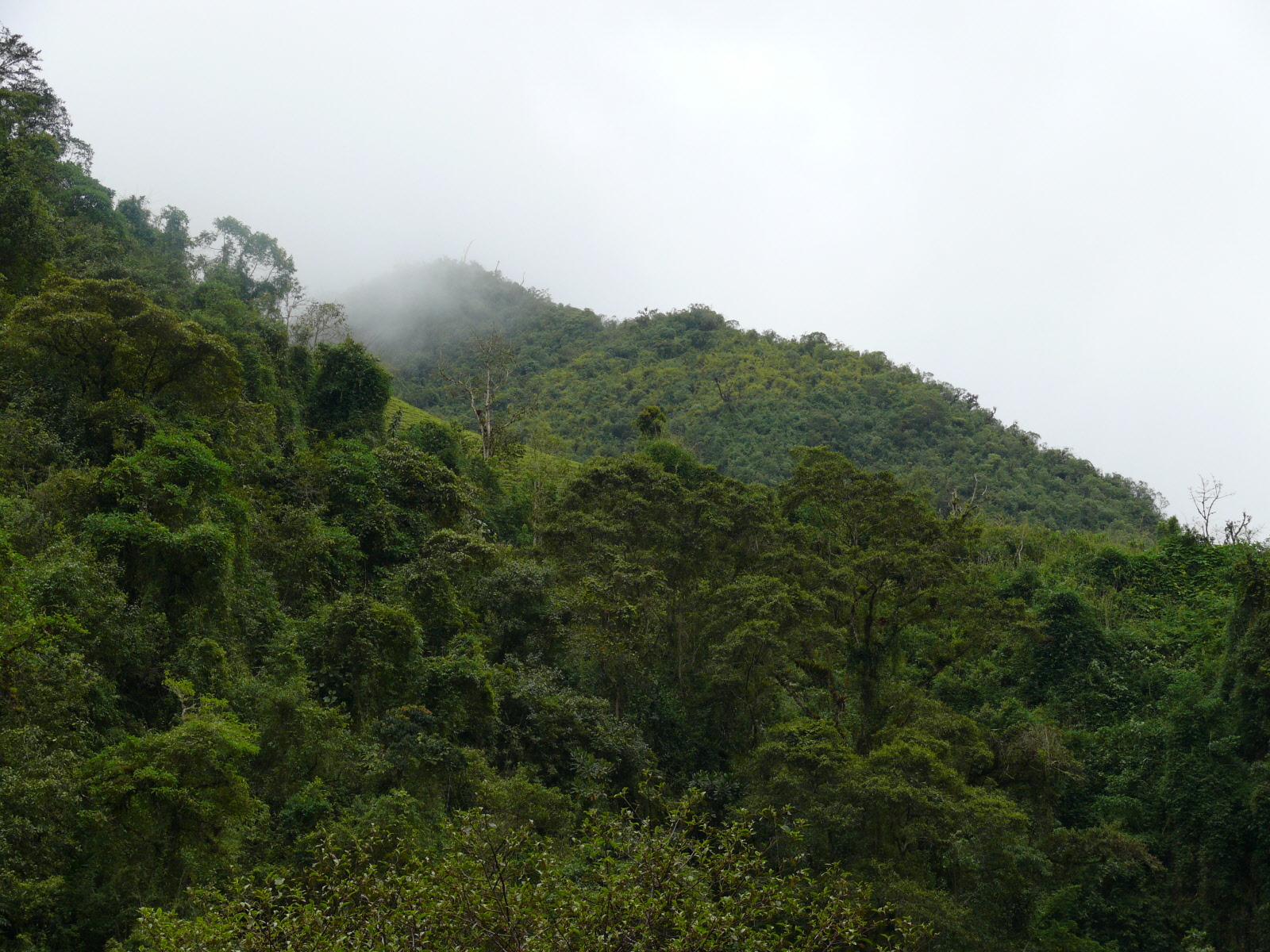 Ecuador Cloud Forest