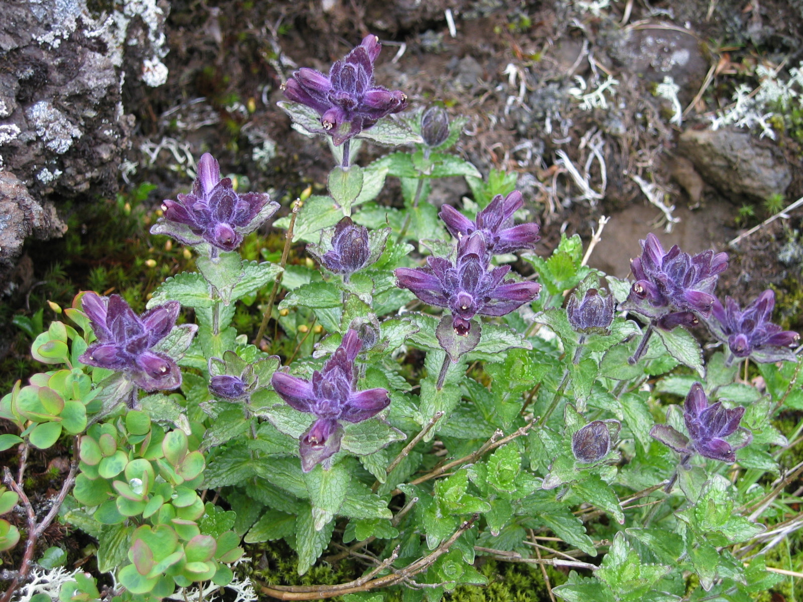Flowers from Iceland and Norway, June 2003