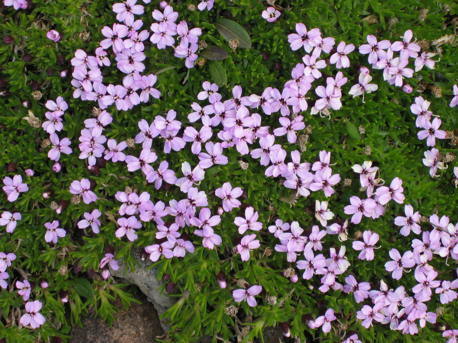 Flowers from Iceland and Norway, June 2003