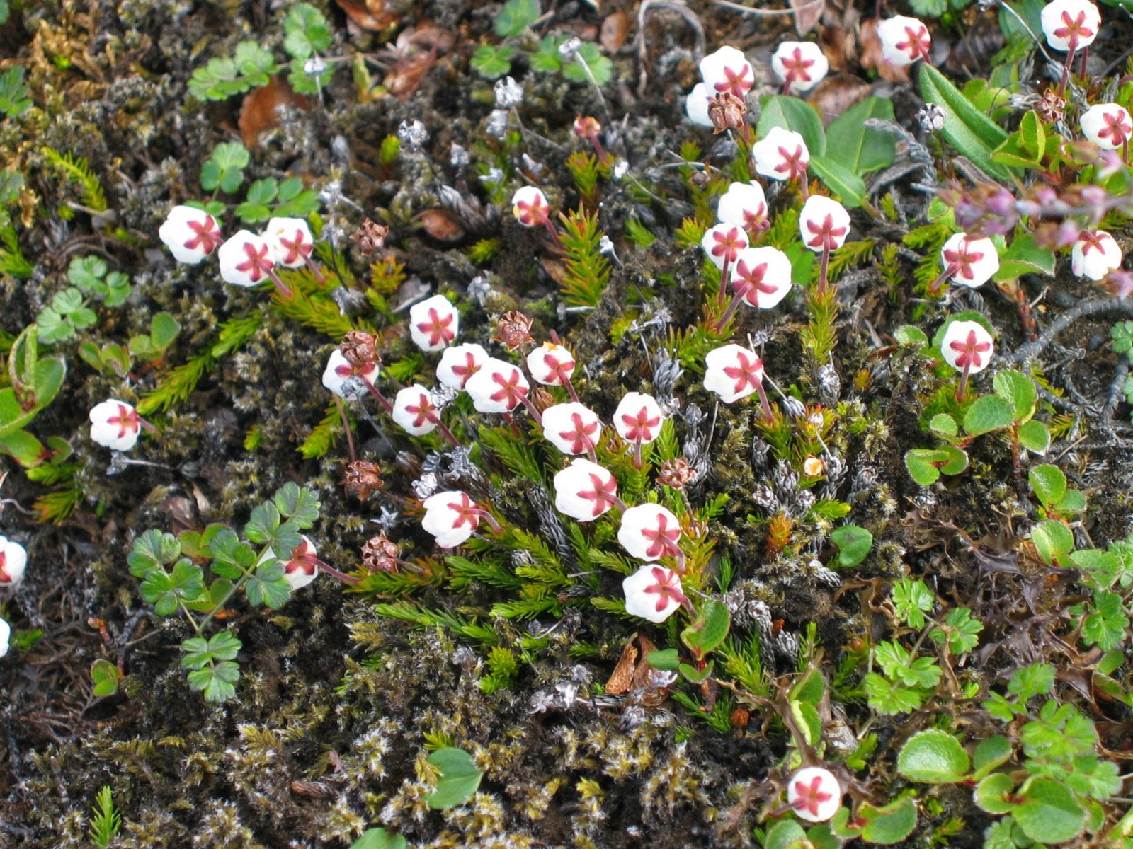 Flowers from Iceland and Norway, June 2003