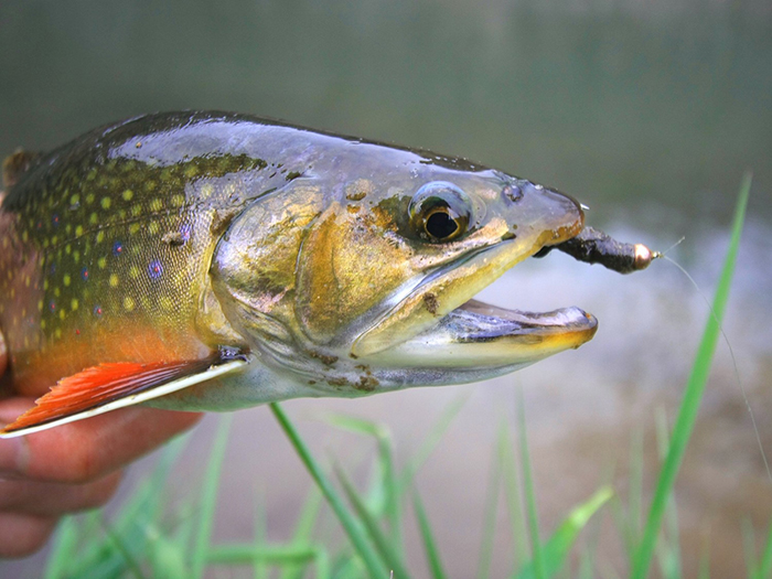 Top 10 Flies for EarlySeason Driftless Area Spring Creeks Xpert Fly