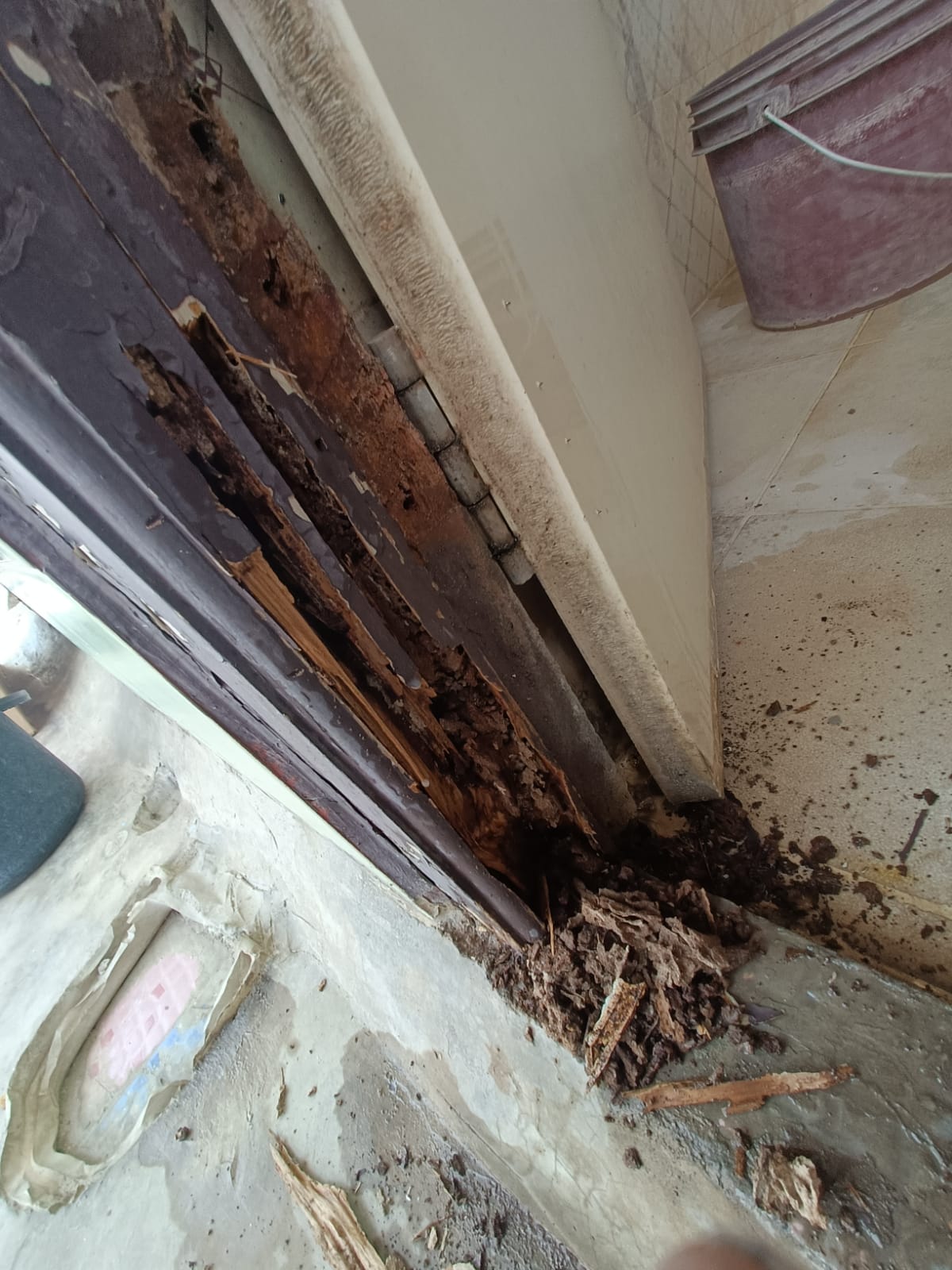 Termite Control Xpert Pest Control Squad