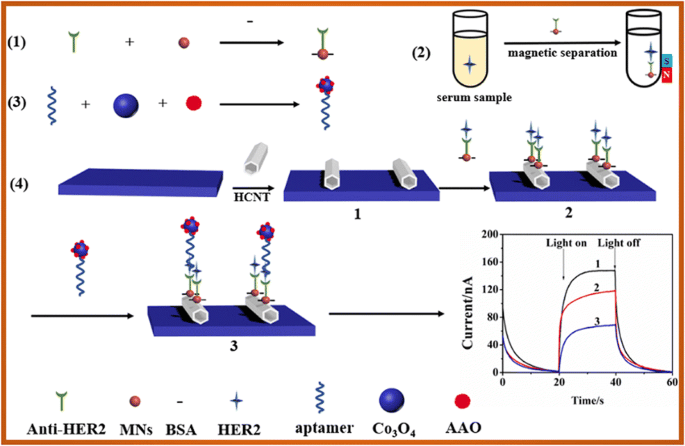 Photoelectrochemical detection of human epidermal growth factor