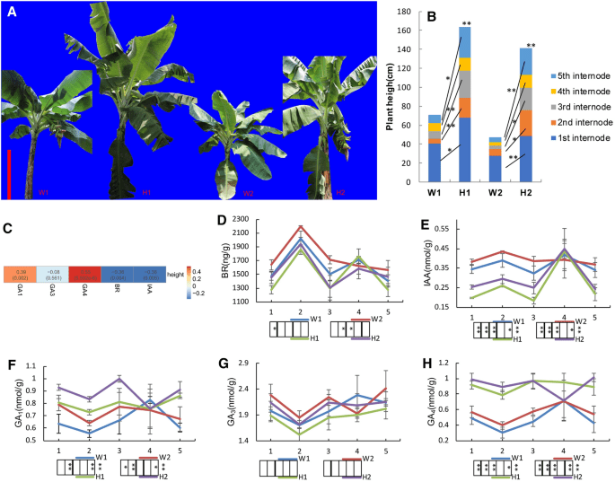 矮化和野生型香蕉的植物激素代谢组和转录组分析,Journal of Plant Growth Regulation XMOL