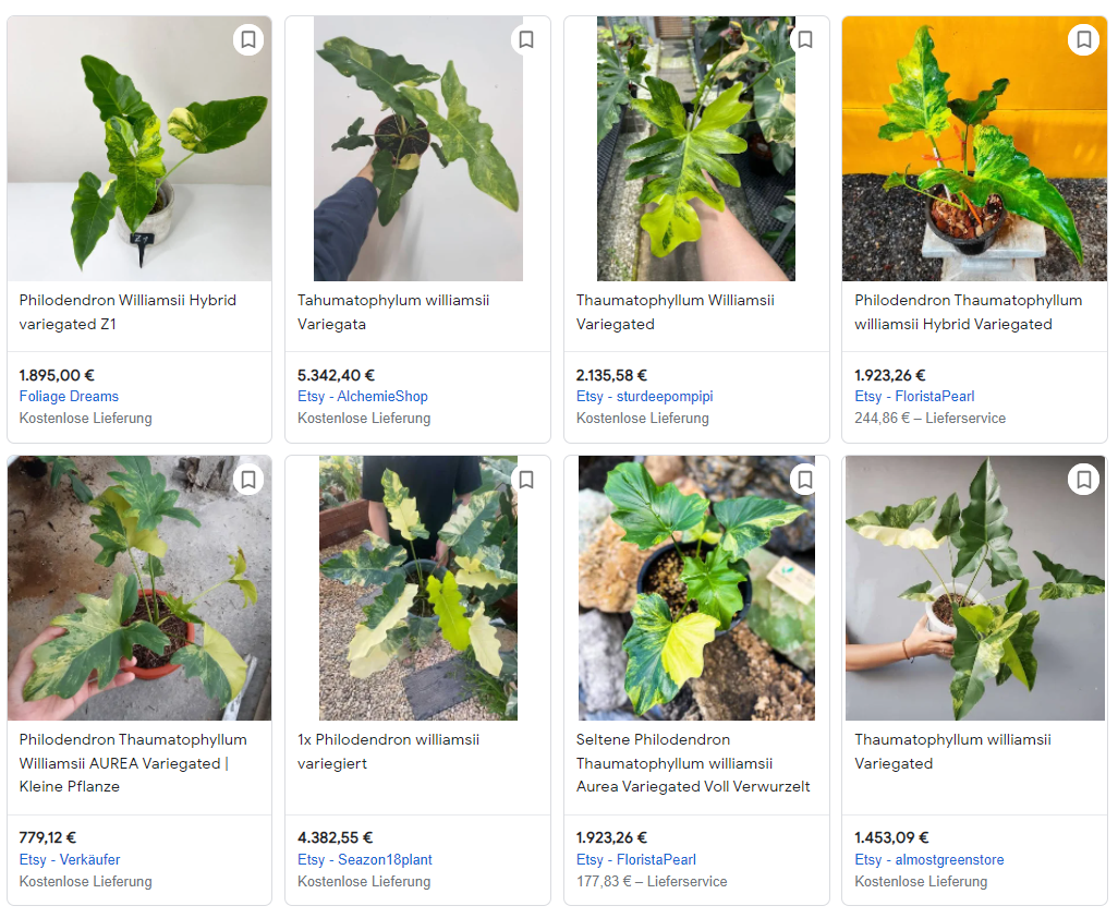 The most expensive Philodendron Variegata XPlants