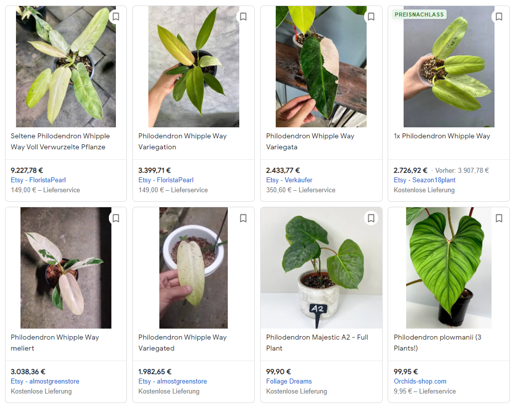 The most expensive Philodendron Variegata XPlants