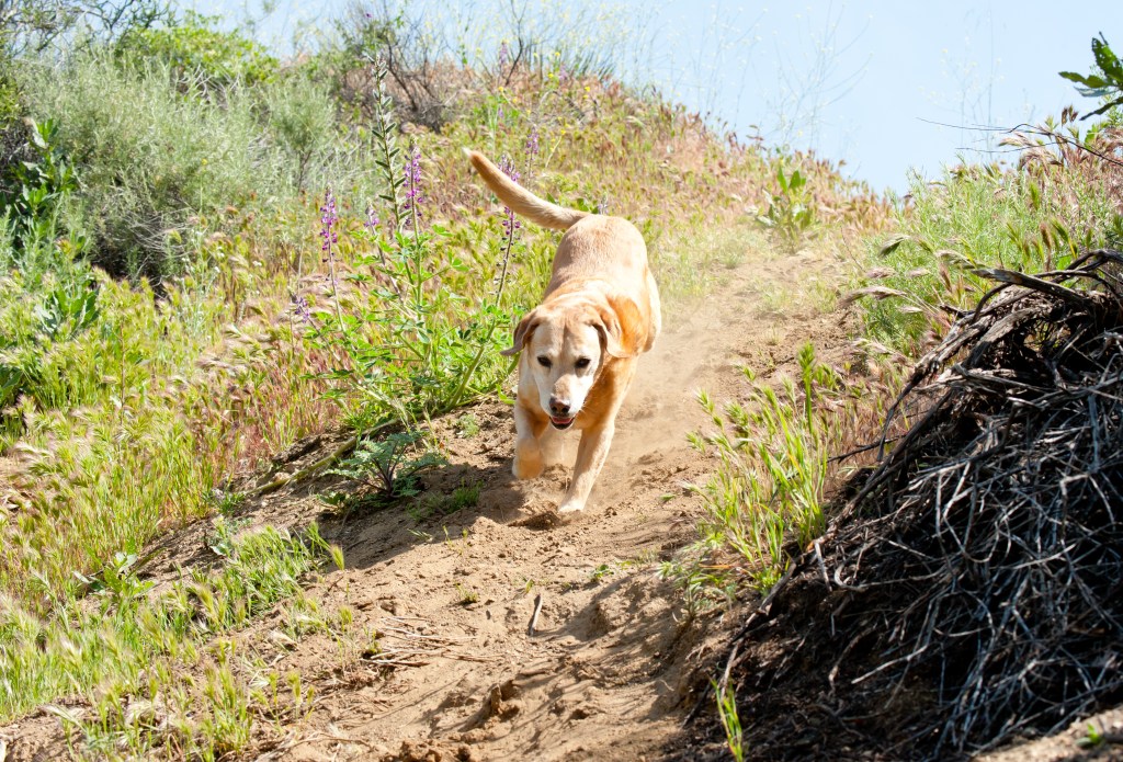 Coexisting with Rattlesnakes The Xploitation Files