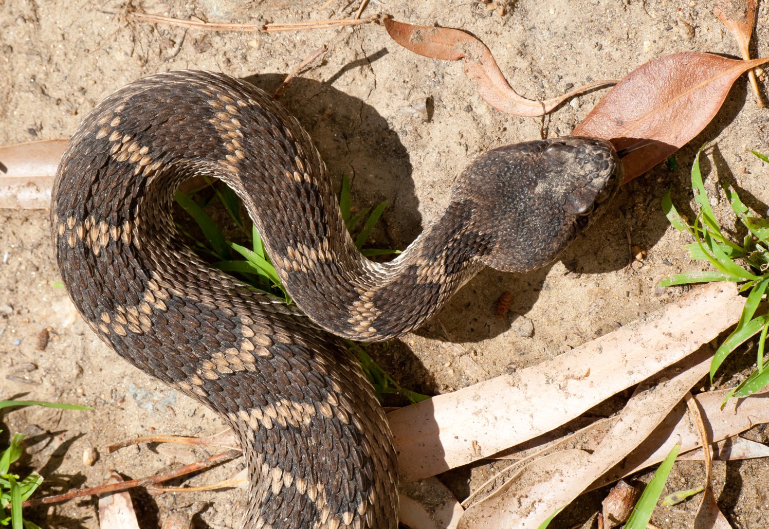 Coexisting with Rattlesnakes The Xploitation Files