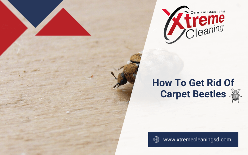 How To Get Rid Of Different Types Of Carpet Beetles Xtreme Cleaning