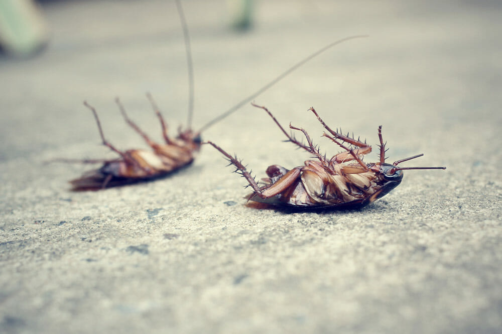 Pest Control Company in Tulsa, Oklahoma