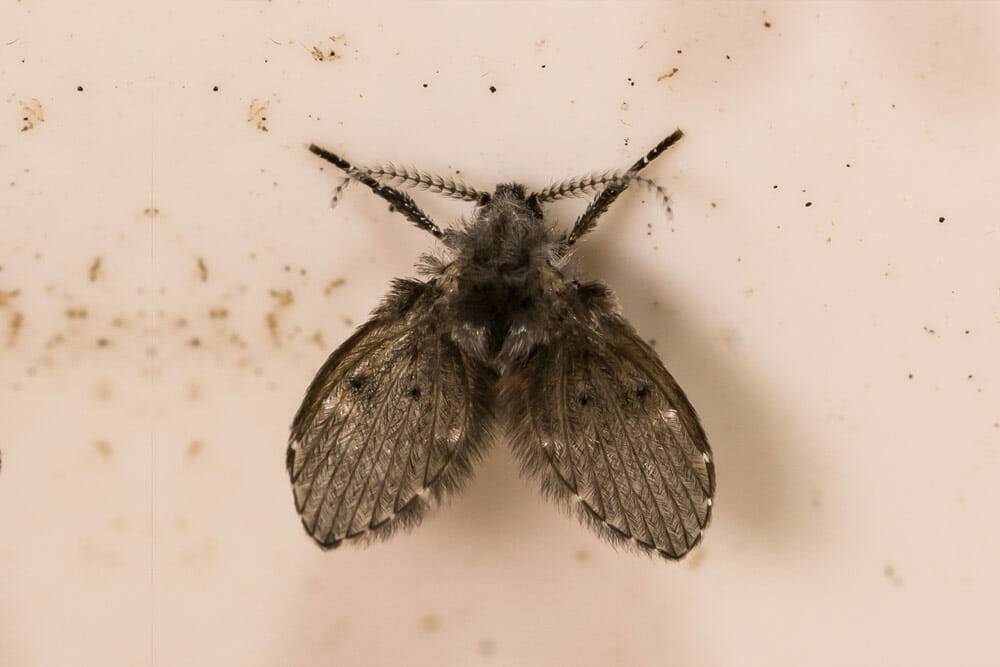 Do Sewer Flies or Drain Flies Create Health Hazards?
