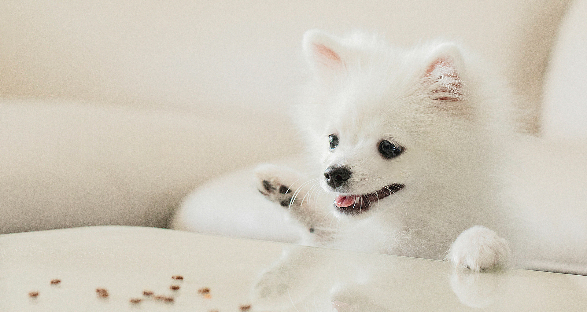 Yantai Xintongyuan Pet Products Co., Ltd.,Yantai Xintongyuan Pet