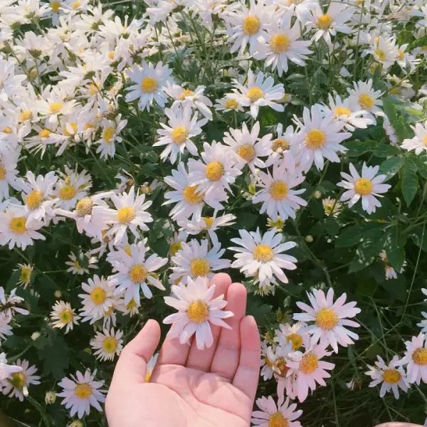 Daisy Flower Meaning in Love and Life Xu Farm