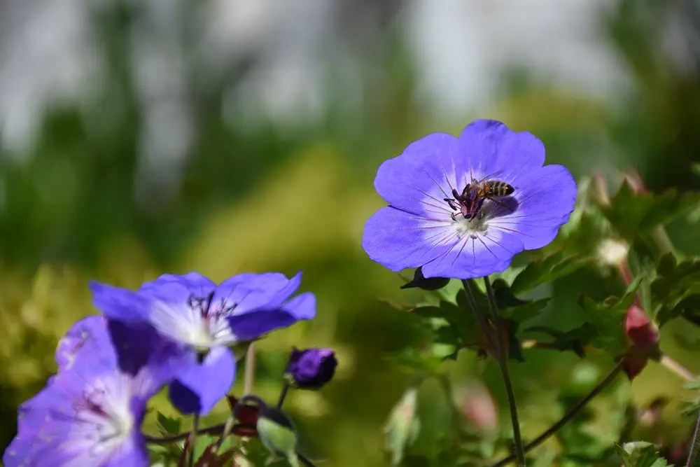 Geranium Flower Meaning and Surprising Facts Unveiled Xu Farm