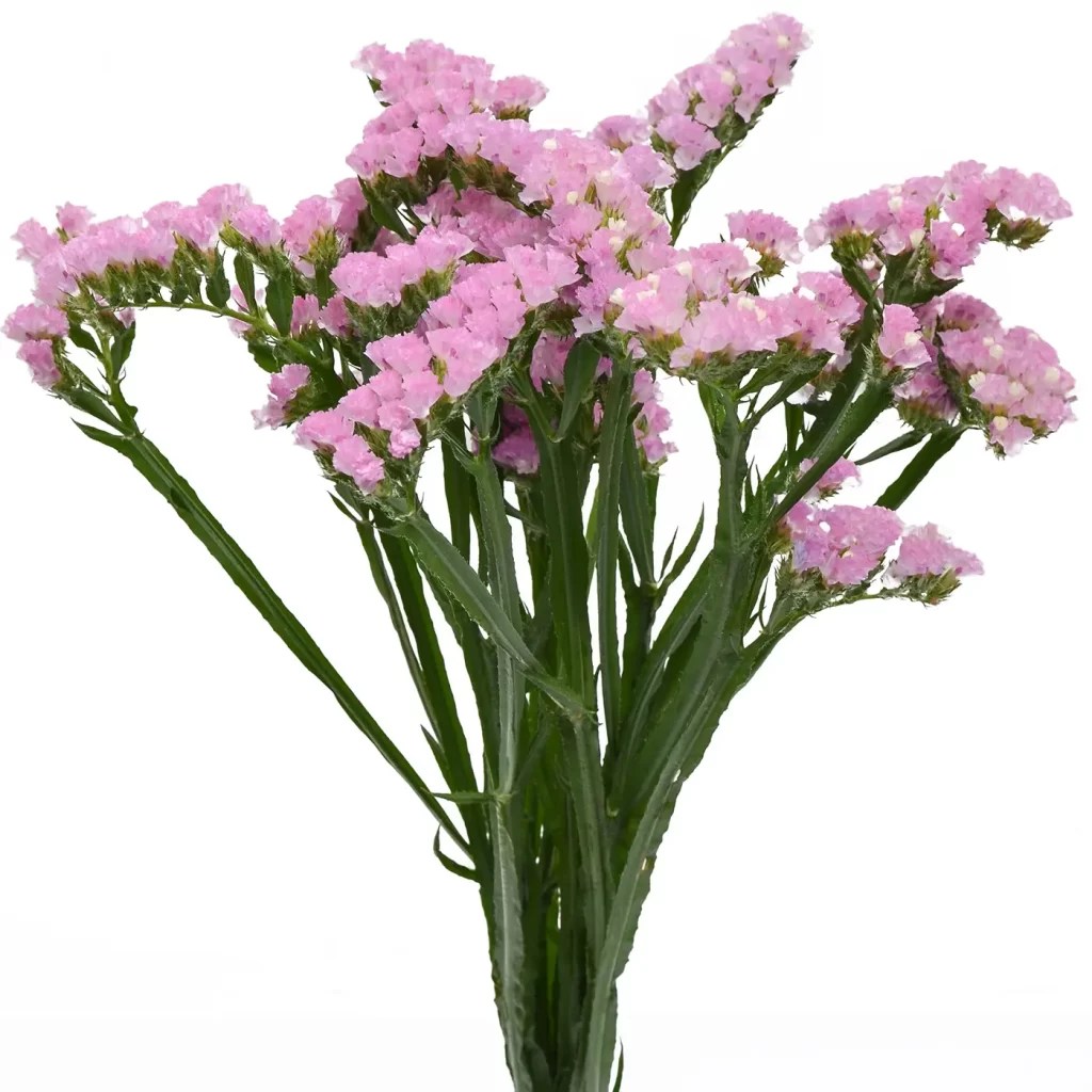 Statice Flower Meaning and Fascinating Facts Xu Farm