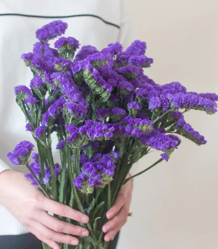Statice Flower Meaning and Fascinating Facts Xu Farm