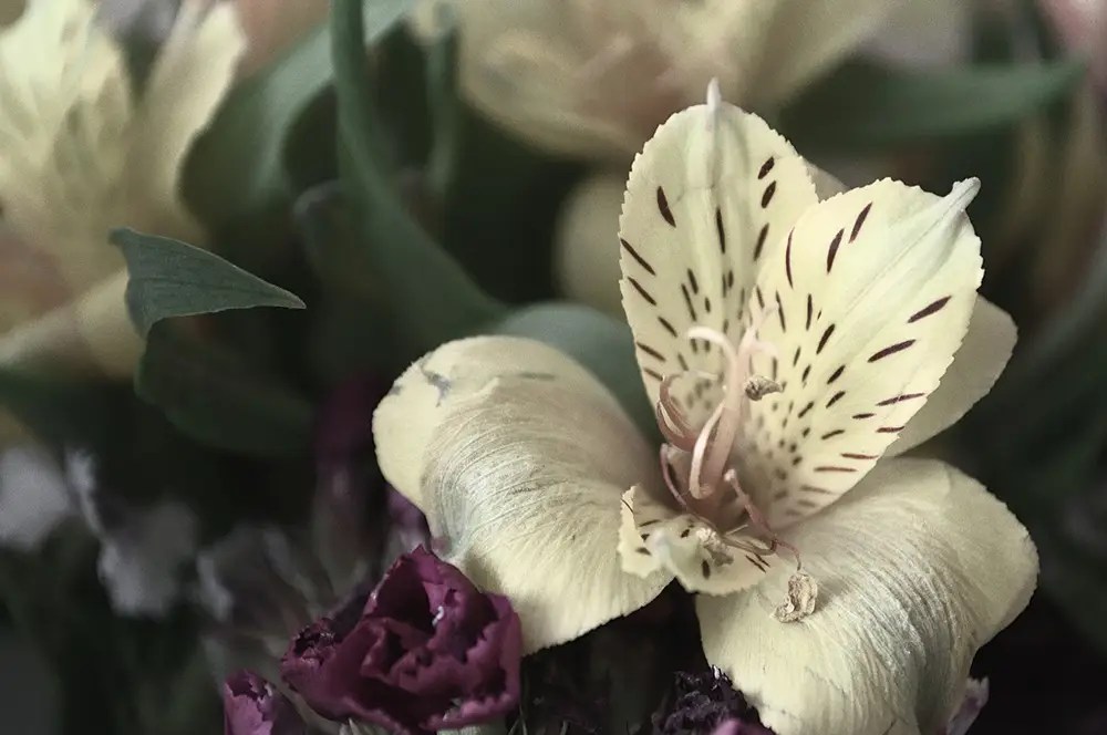 Alstroemeria Flower Meaning and Fascinating Facts Xu Farm