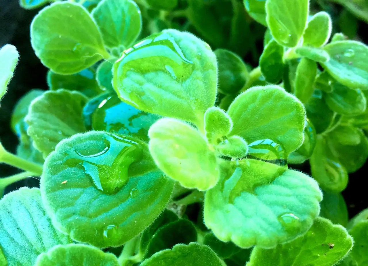 Vicks Plant Features Meanings Planting And Care Tips Xu Farm