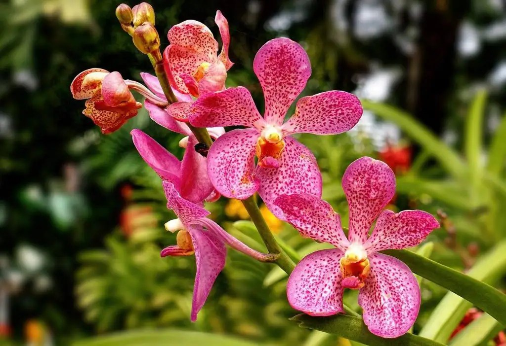 Mokara Orchid Growing and Caring for the Colorful Variety Xu Farm