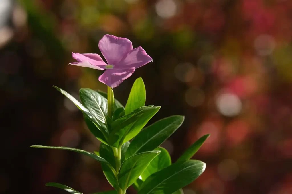 Periwinkle Flower Meaning in Love and Life Xu Farm