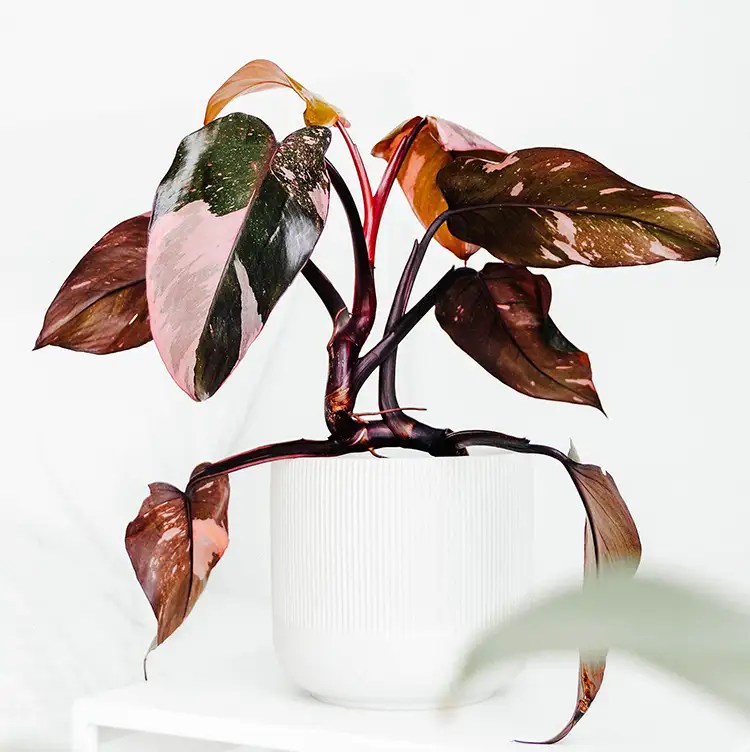 Philodendron Pink Princess Features, Meaning, and Care Tips Xu Farm