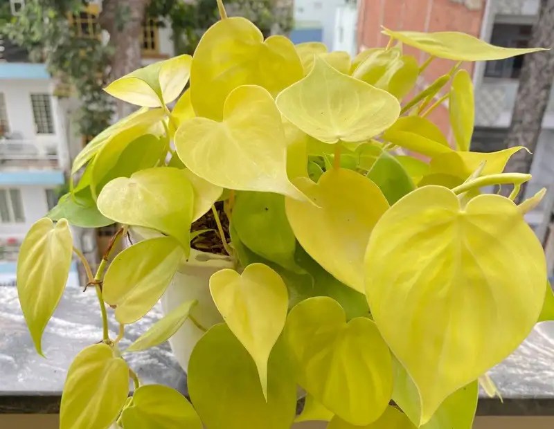 Philodendron Lemon Lime Care Tips, Symbolism, and More Xu Farm