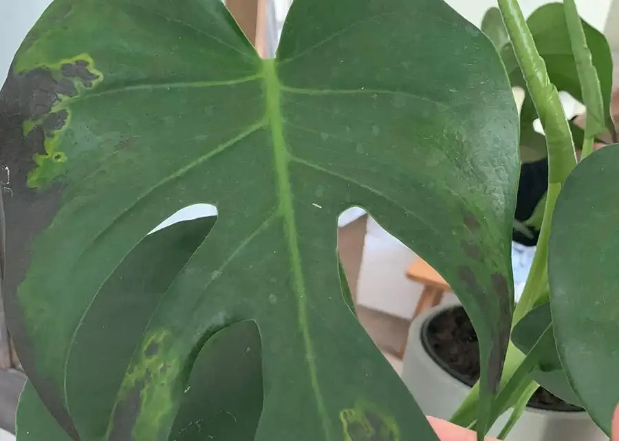 Monstera Leaves Turning Brown Causes and Solutions Xu Farm