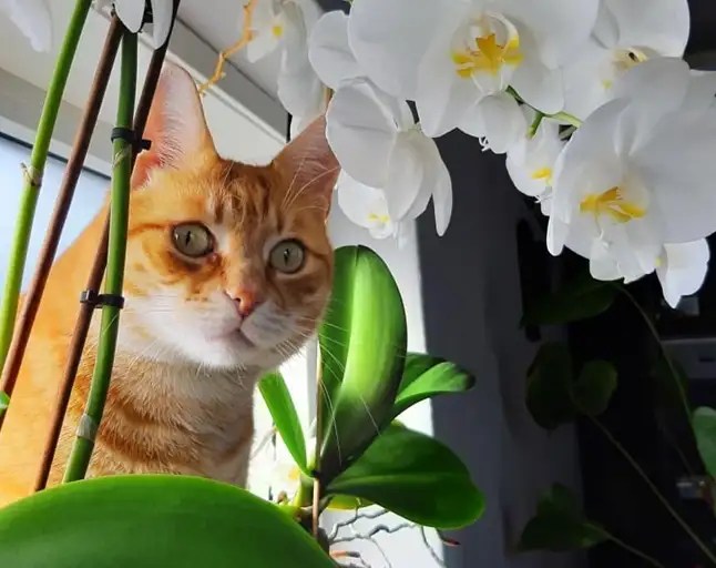 Are Orchids Toxic to Cats? A Comprehensive Guide Xu Farm