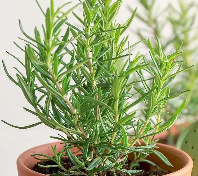 Is Rosemary Toxic to Cats, Dogs, and Humans? Xu Farm